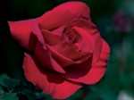 1 Trandafirul Rosu Simbolizeaza Dragostea Pasionala